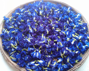 Địa chỉ bán hoa đậu biếc tại Hà Nội